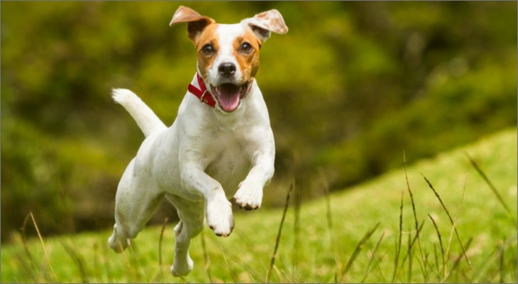 dog running through grass