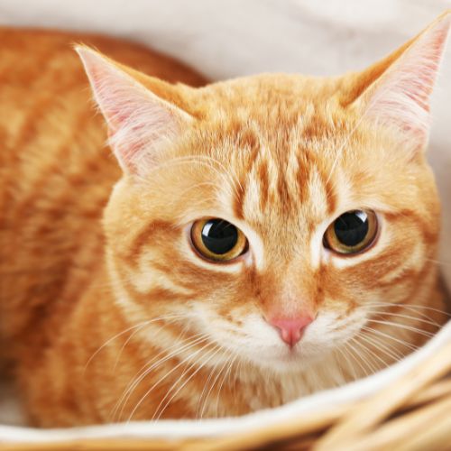 cat sitting in wood basket
