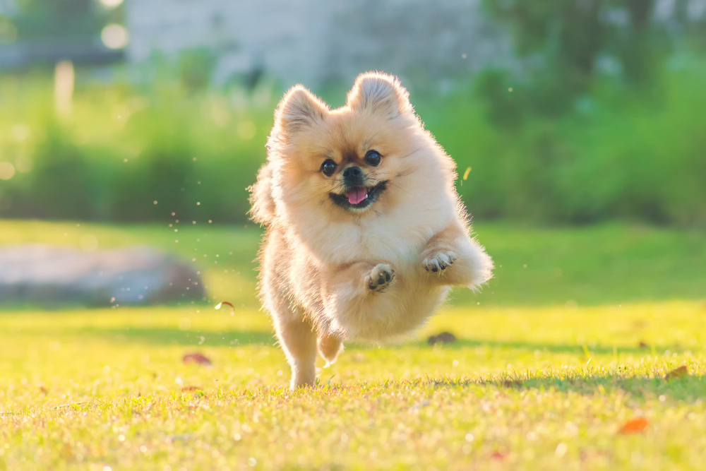 dog running in grass