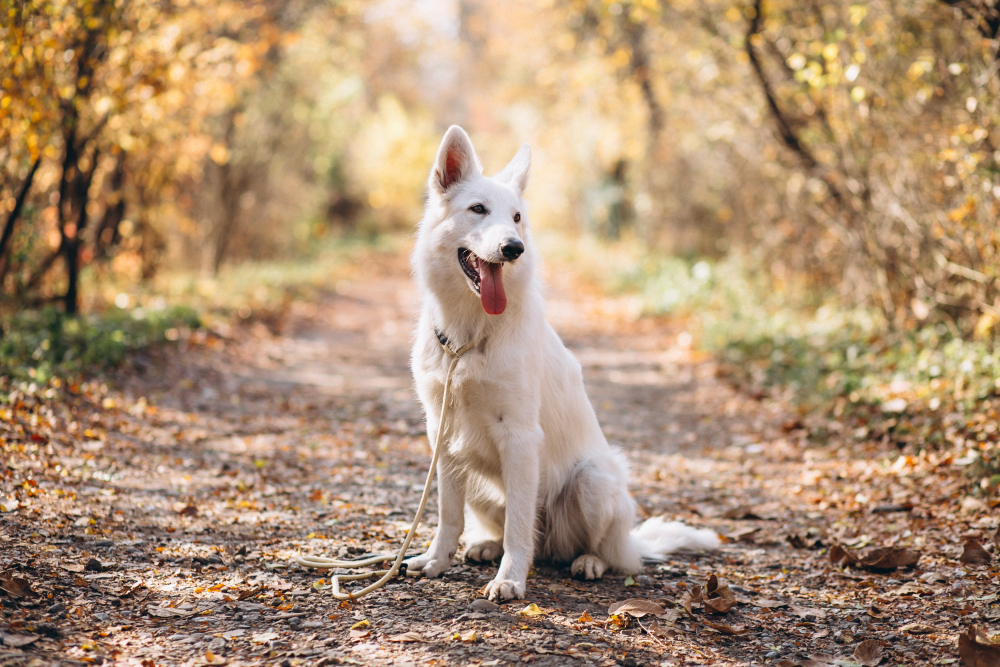 white dog on a trail