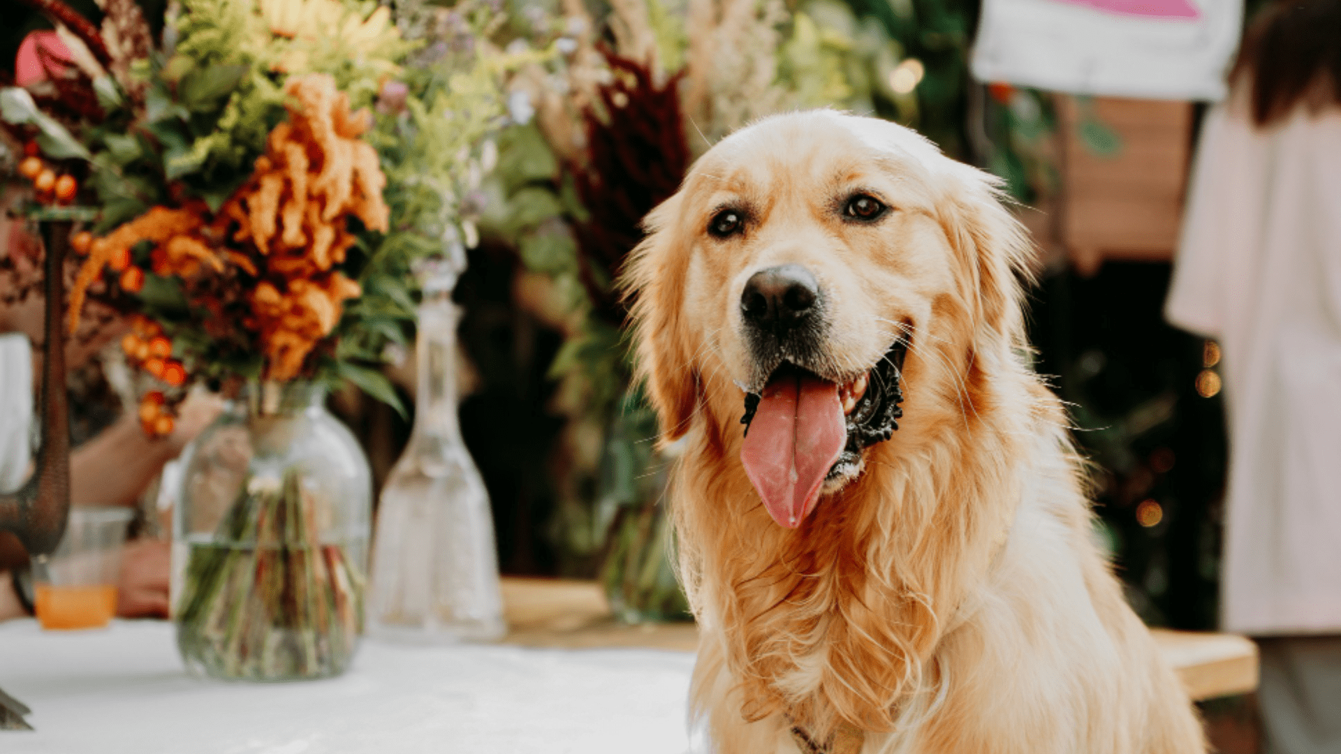 Veterinarian in SC Animal
