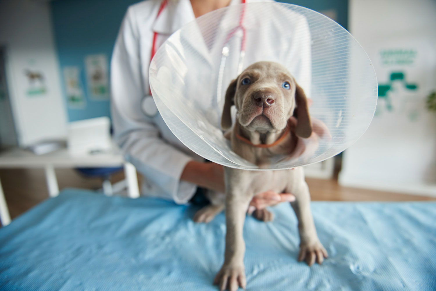 dog wearing surgical cone
