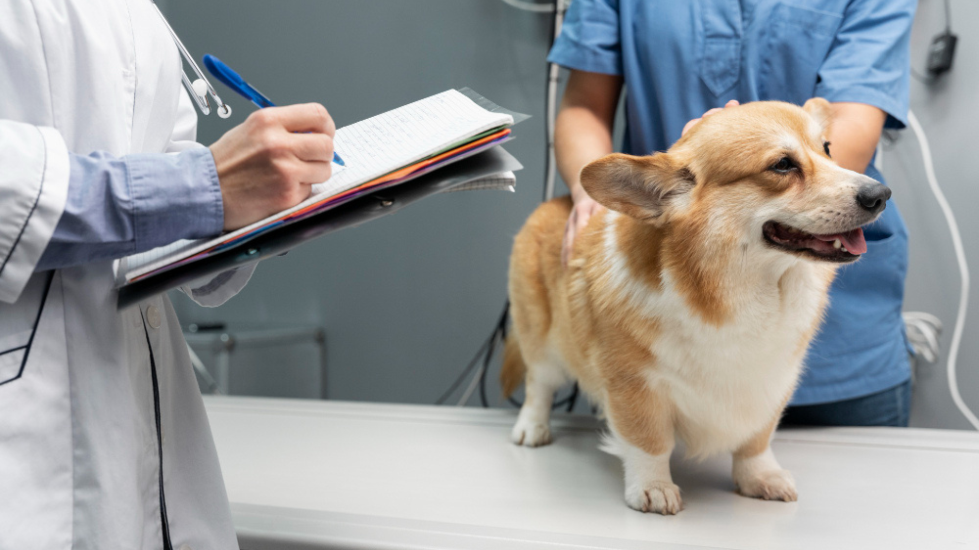 Pet Surgical Services in SC