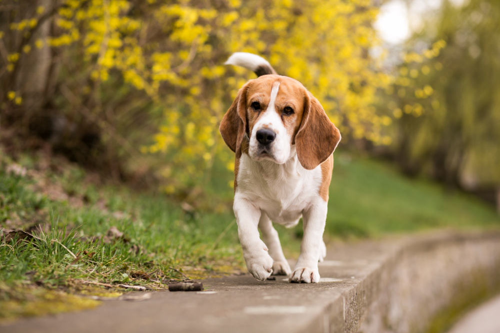 beagle walking on ledge